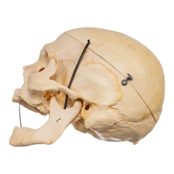 Geriatric Skull (30521) - Image 2