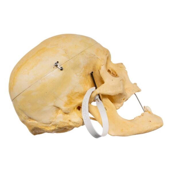 Geriatric Skull (30525) - Image 2