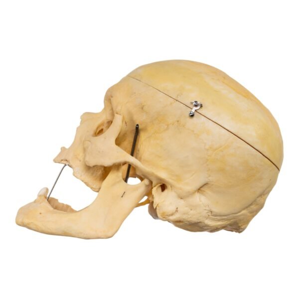 Geriatric Skull (30525) - Image 3