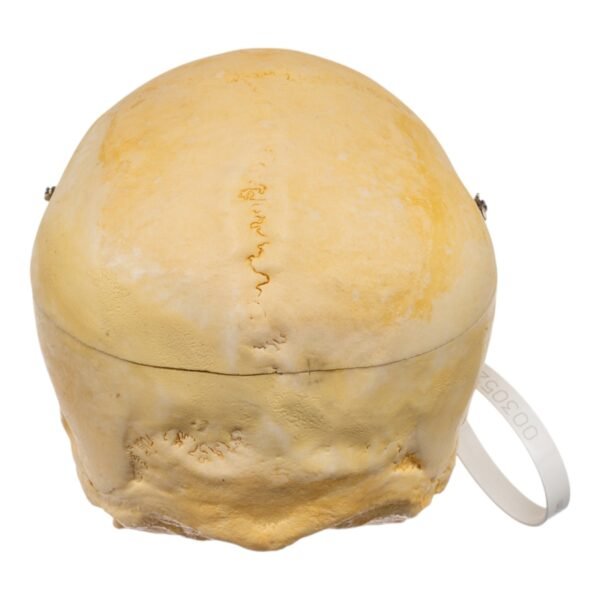Geriatric Skull (30525) - Image 4