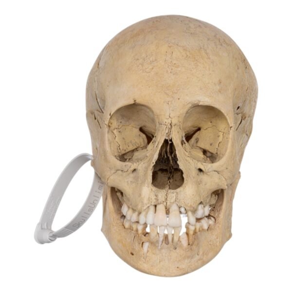 Child Skull
(0633)