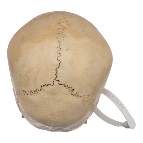 Child Skull
(0633) - Image 4