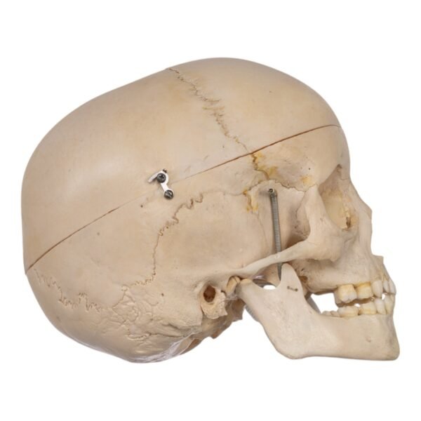 Child Skull
(30529) - Image 3