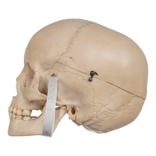 Child Skull
(30529) - Image 2