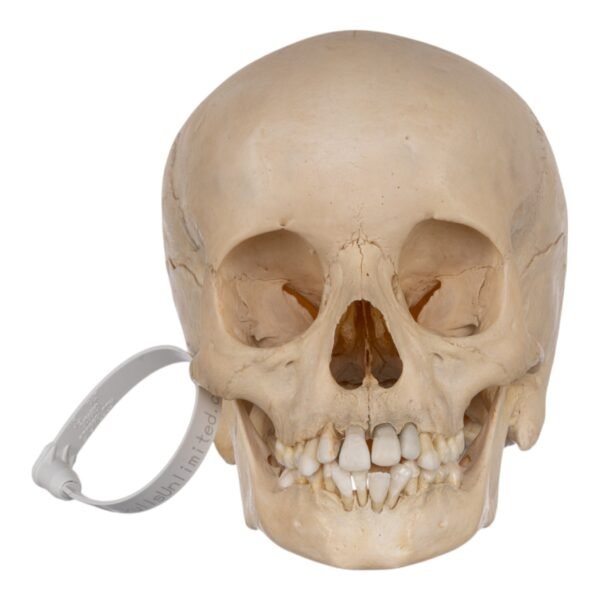 Child Skull
(30528)