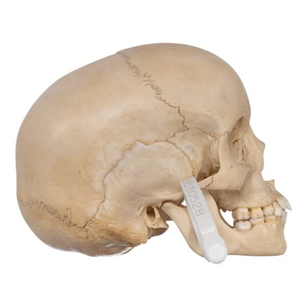 Child Skull
(30528) - Image 3