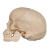 Child Skull
(30528) - Image 2