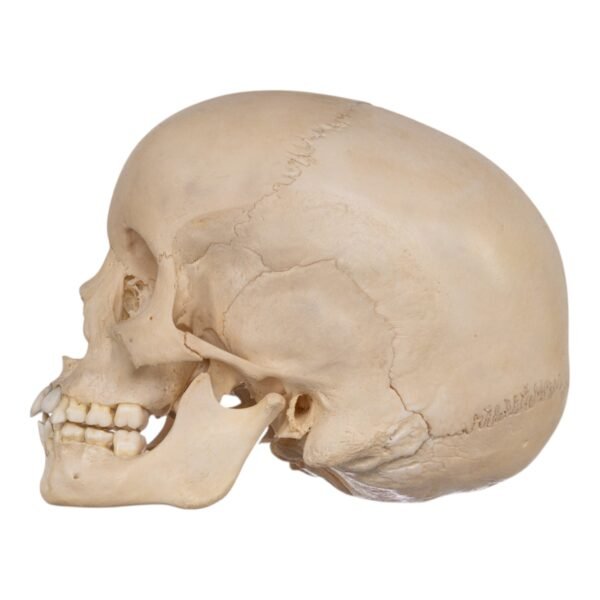 Child Skull
(30528) - Image 2