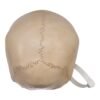 Child Skull
(30528) - Image 4