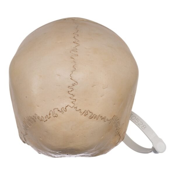Child Skull
(30528) - Image 4