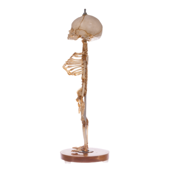 Real Research Quality Human Skeleton - Fetal

(36958) - Image 3