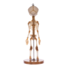Real Research Quality Human Skeleton - Fetal

(36958) - Image 4