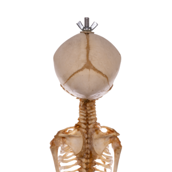 Real Research Quality Human Skeleton - Fetal

(36958) - Image 5