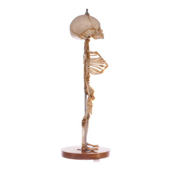 Real Research Quality Human Skeleton - Fetal

(36958) - Image 2