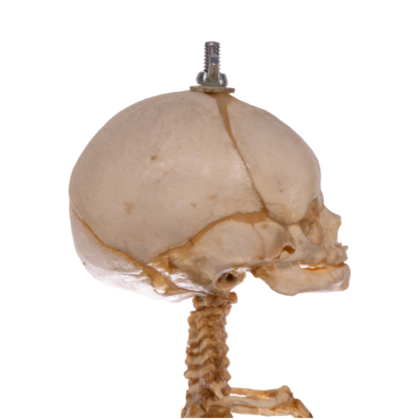 Real Research Quality Human Skeleton - Fetal

(36958) - Image 6