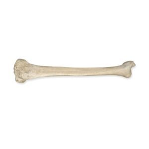 Real Human Tibia