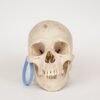 Uncut Medical Skull (0326)