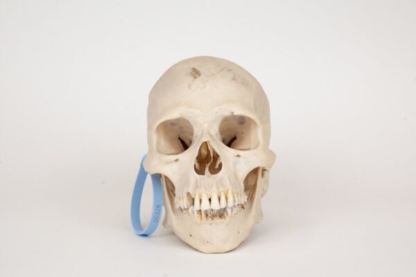 Uncut Medical Skull (0326)
