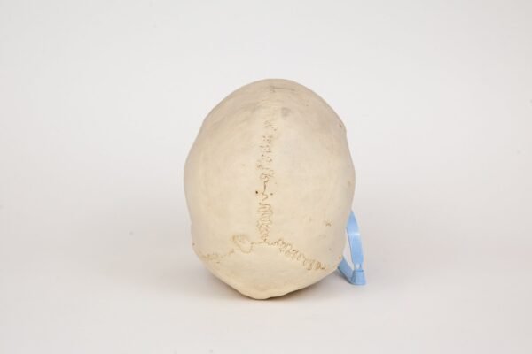 Uncut Medical Skull (0326) - Image 4