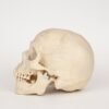Uncut Medical Skull (0326) - Image 3