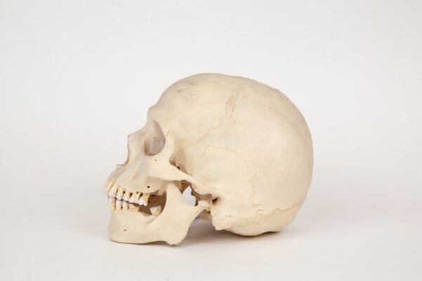 Uncut Medical Skull (0326) - Image 3