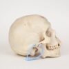 Uncut Medical Skull (0326) - Image 2