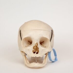 Geriatric Skull (0306)