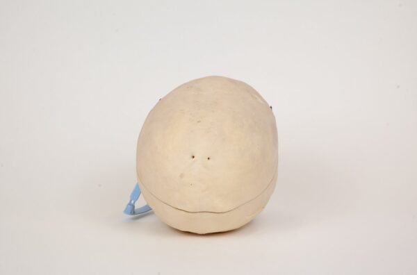 Geriatric Skull (0306) - Image 4