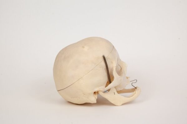 Geriatric Skull (0306) - Image 3