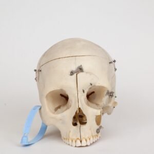 Medical Skull (0239)