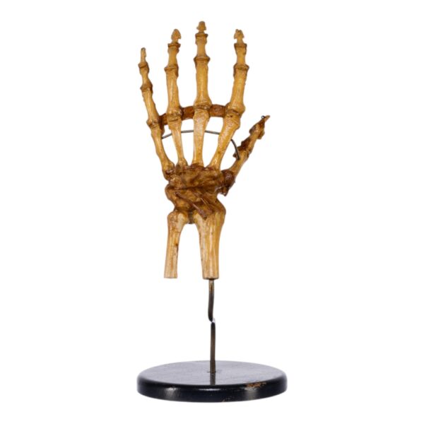 Human Hand and Wrist Joint on Stand

(0690)