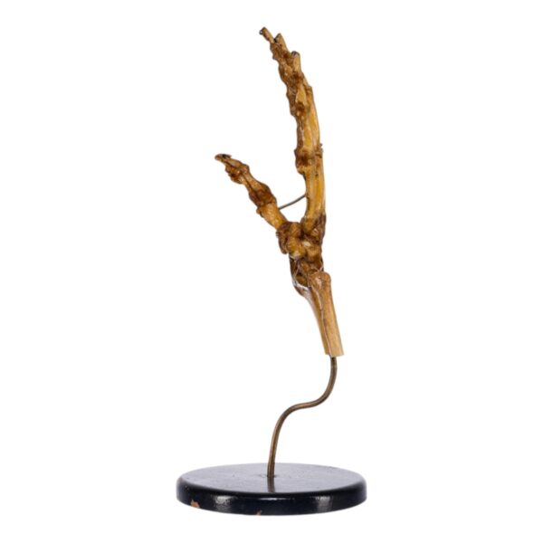 Human Hand and Wrist Joint on Stand

(0690) - Image 2