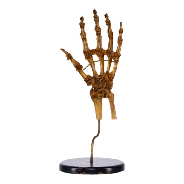 Human Hand and Wrist Joint on Stand

(0690) - Image 4