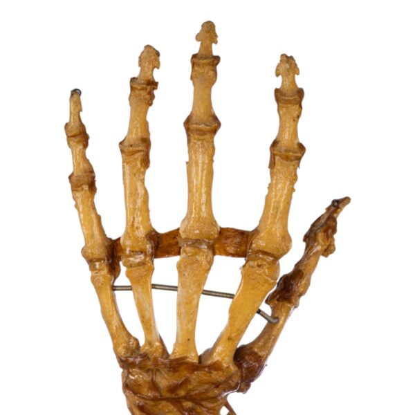 Human Hand and Wrist Joint on Stand

(0690) - Image 3
