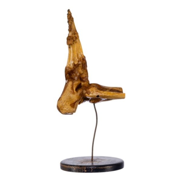 Human Foot and Ankle Joint on Stand
(3691) - Image 2