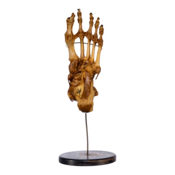 Human Foot and Ankle Joint on Stand
(3691) - Image 3