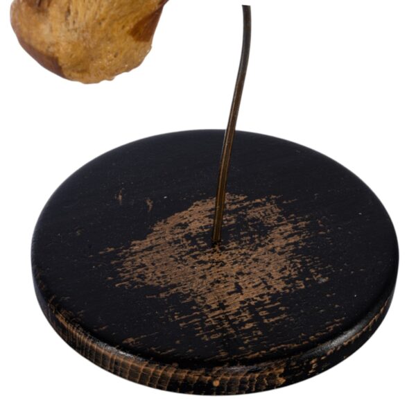 Human Foot and Ankle Joint on Stand
(3691) - Image 5