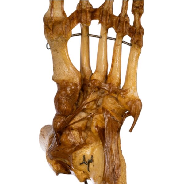 Human Foot and Ankle Joint on Stand
(3691) - Image 4