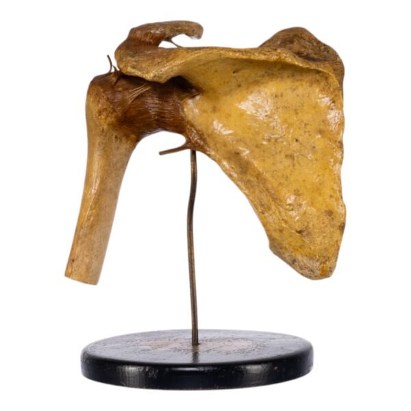 Human Left Shoulder Joint on Stand

(0693) - Image 4