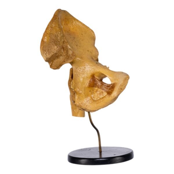 Human Left Hip Joint on Stand

(2695) - Image 2