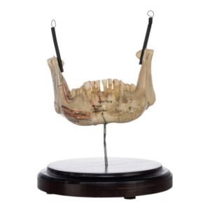 Human Mandible on Stand

(2046)