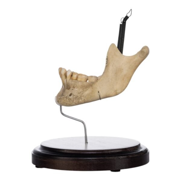 Human Mandible on Stand

(2046) - Image 2