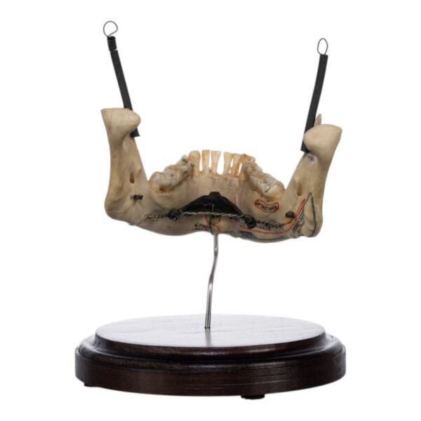 Human Mandible on Stand

(2046) - Image 4