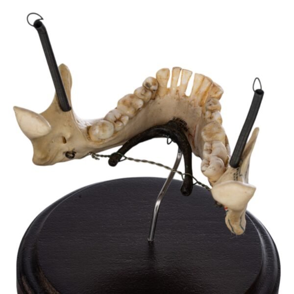 Human Mandible on Stand

(2046) - Image 3