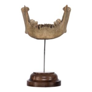 Human Mandible on Stand

(2043)
