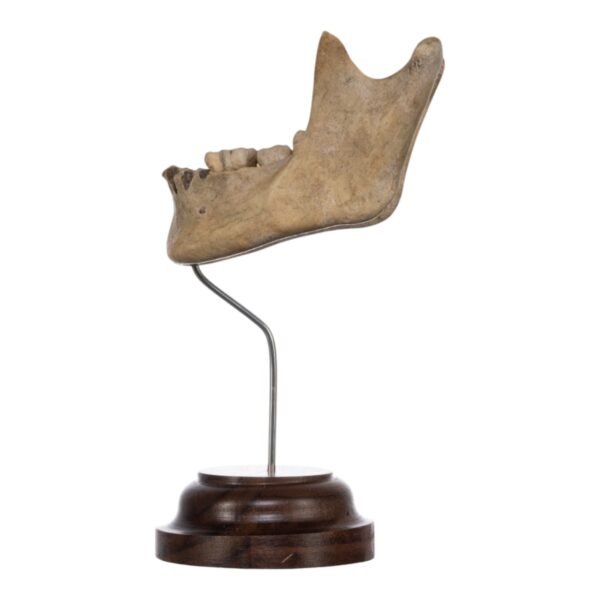 Human Mandible on Stand

(2043) - Image 3
