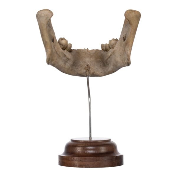 Human Mandible on Stand

(2043) - Image 4