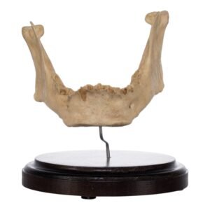 Human Mandible on Stand
(2438)