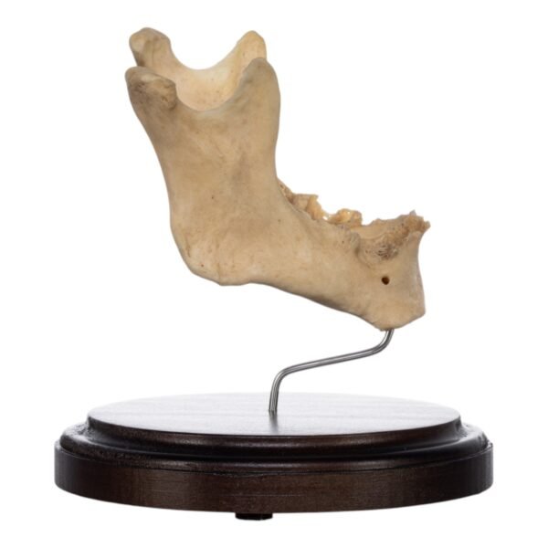 Human Mandible on Stand
(2438) - Image 2