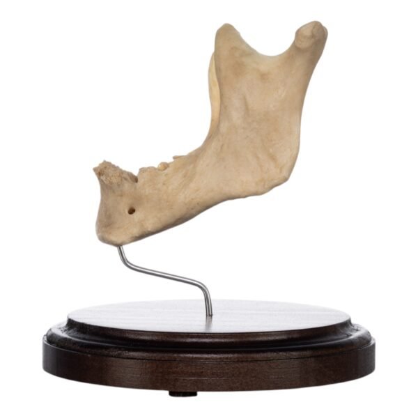Human Mandible on Stand
(2438) - Image 3